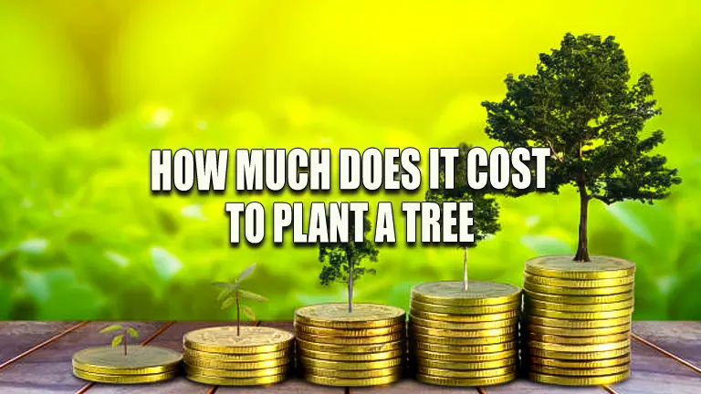 How Much Does it Cost to Plant a Tree 2024? A Comprehensive Cost Breakdown