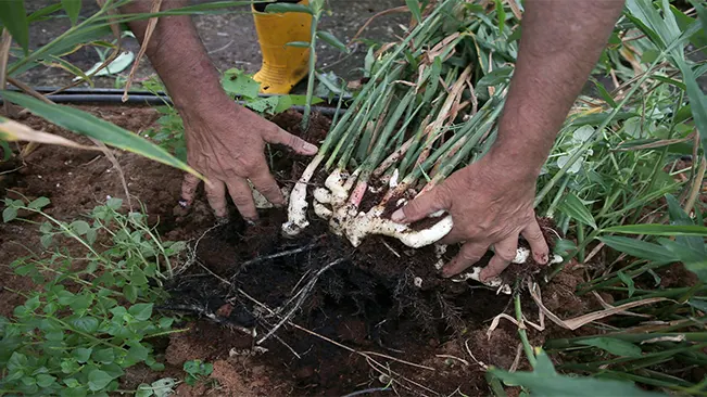 Hands are harvesting ginger roots from the soil