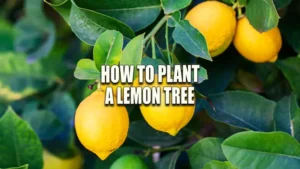 How to Plant a Lemon Tree