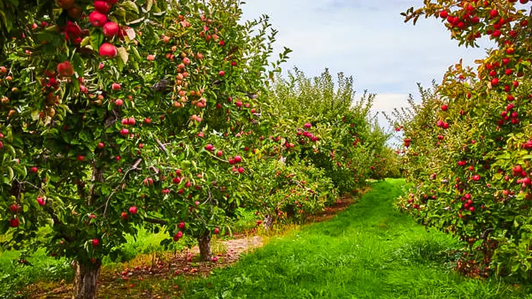 Rows of apple trees with ripe red apples in an orchard