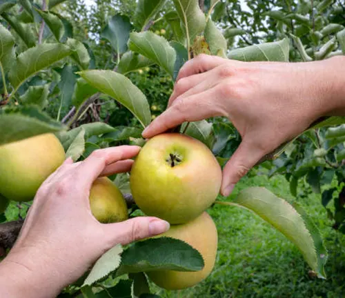 Two hands selecting an apple from a tree