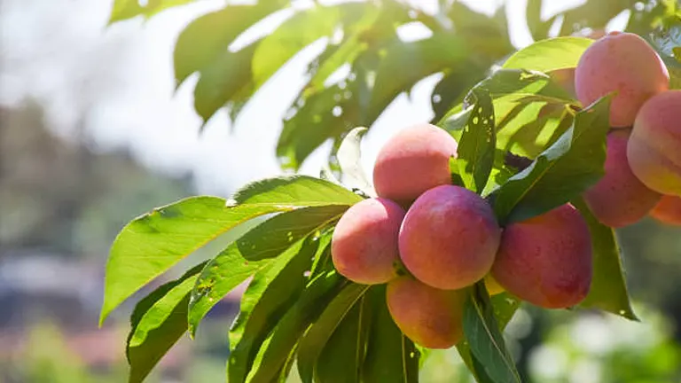 Ripe peaches hanging from a tree branch with lush green leaves