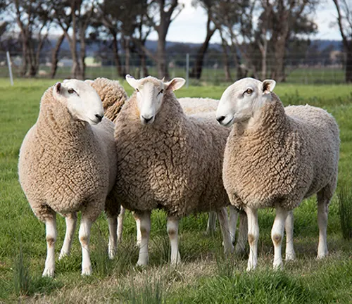 "Three Border Leicester sheep standing in a field, showcasing their fluffy white wool coats."