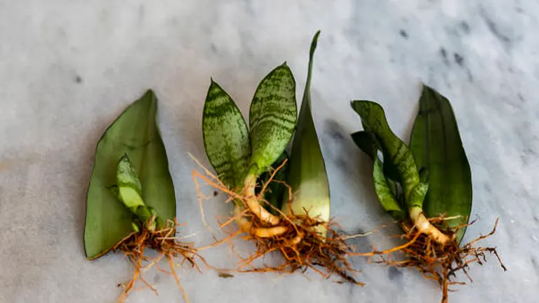 Three snake plant leaf cuttings with developed roots lying on a marble surface