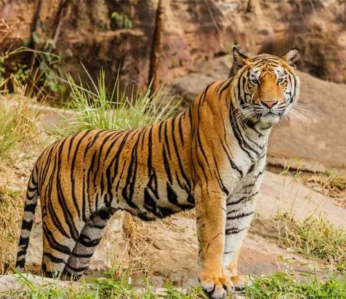 A Bengal Tiger majestically stands on a rocky hillside, showcasing its strength and beauty.