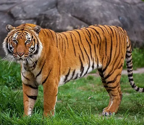  A regal Indochinese Tiger stands in the grass, close to a group of rocks.