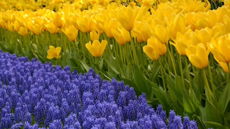 Rows of vibrant yellow tulips contrasting with purple hyacinth flowers in a lush garden display.