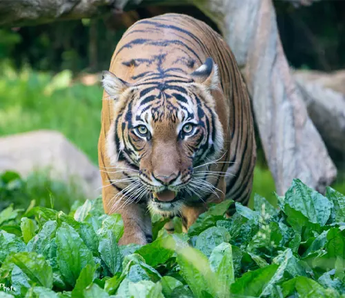  A Malayan Tiger gracefully treading through a lush green plant environment.