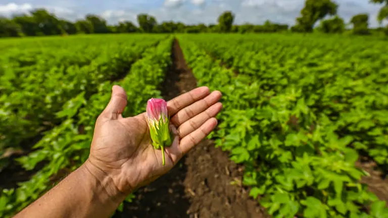 A hand holding a closed pink flower bud with a backdrop of a lush green cotton field under a cloudy sky.