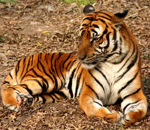 A South China Tiger resting on the forest floor.