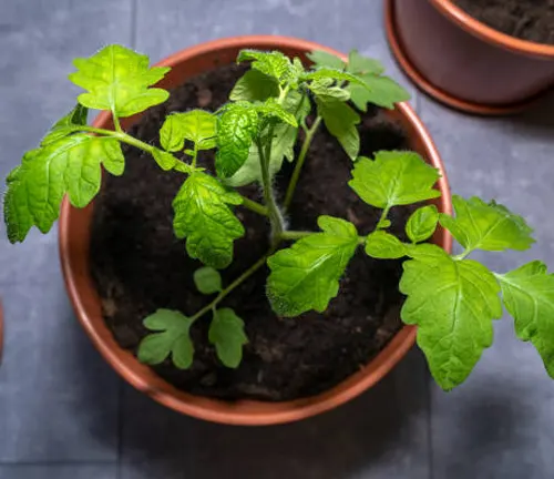 A young tomato plant with bright green leaves growing in a terracotta pot filled with soil, surrounded by other pots on a gray surface.