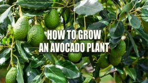A bountiful avocado tree with numerous green avocados hanging among vibrant leaves, showcasing a healthy and mature tree ready for harvesting.