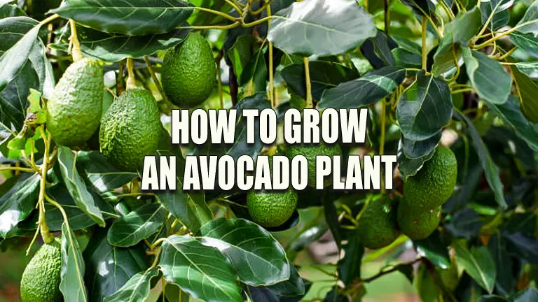 How to Grow an Avocado Plant: Essential Growth Techniques