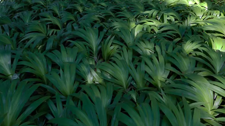 Dense foliage of lush green shade-loving plants, with elongated leaves, thriving in a dimly lit garden environment.