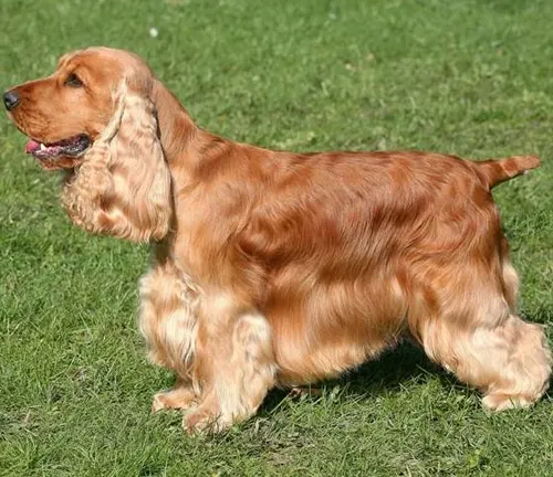  Cocker Spaniels Dog