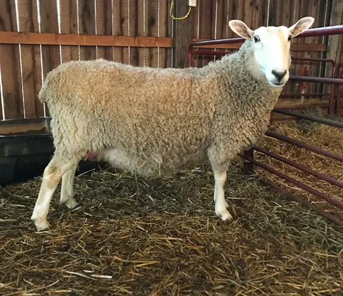A Border Leicester sheep standing in a pen with hay, showcasing the care given to this breed.
