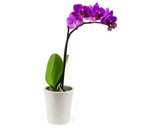 Phalaenopsis Orchid (Phalaenopsis spp.)