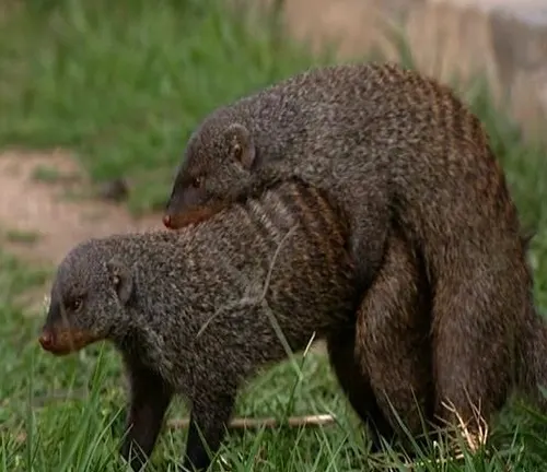 Two Egyptian mongooses, one on top of the other, engaged in mating behavior.