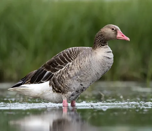 Eastern Greylag Goose