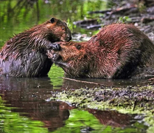  Parent North American beaver feeding its baby kit in a forest.