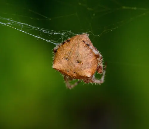 Cat-faced Spider