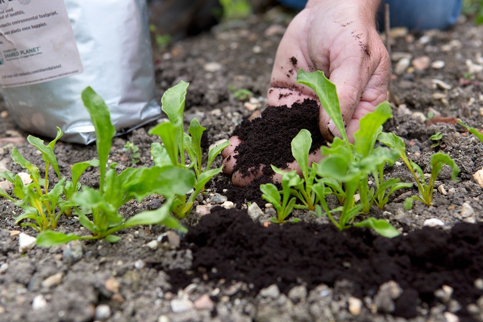 What Plants Don't Like Coffee Grounds