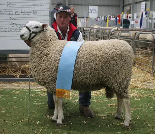 A man stands beside a sheep with a blue ribbon. The sheep is a "Border Leicester Sheep" breed.