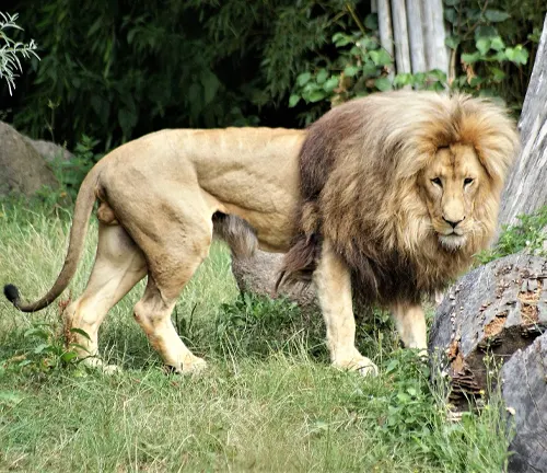 Panthera leo bleyenberghi