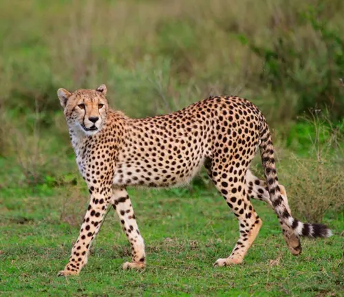 East African Cheetah