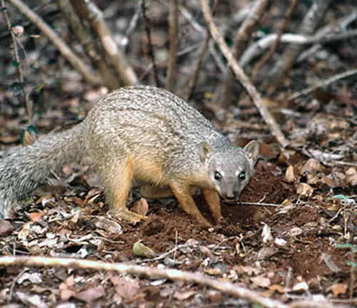 Narrow-striped mongoose