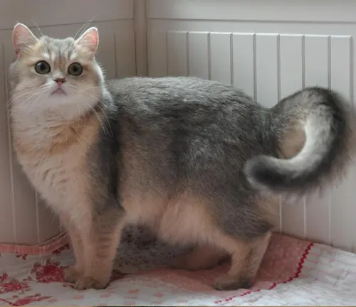 Silver and golden shaded British Shorthairs