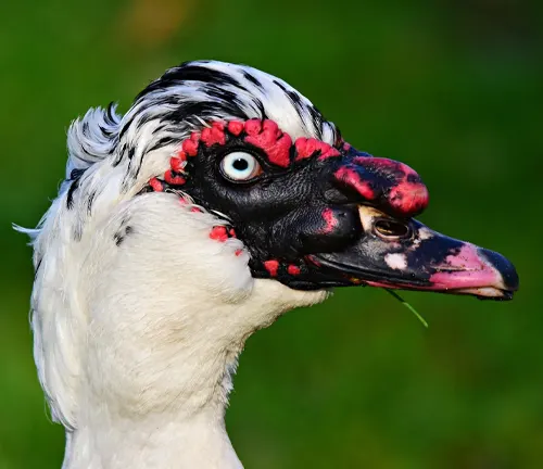 Crested Muscovy Duck