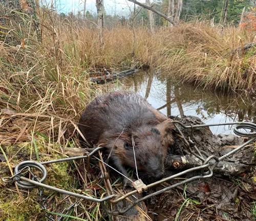 North American Beaver trapped on a metal chain in the woods.
