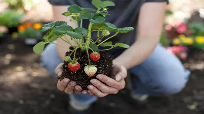 How to Plant Strawberries: A Seasonal Guide for Lush Berries