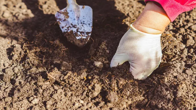 Close-up of a gloved hand loosening the soil with a small trowel for planting carrots