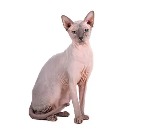 Pointed Sphynx Cats