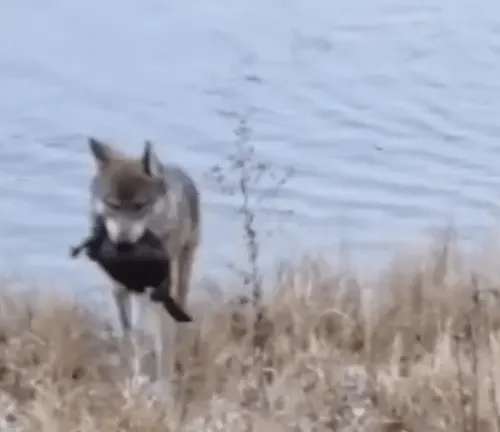 A wolf walking through grass near water, possibly hunting a North American Beaver