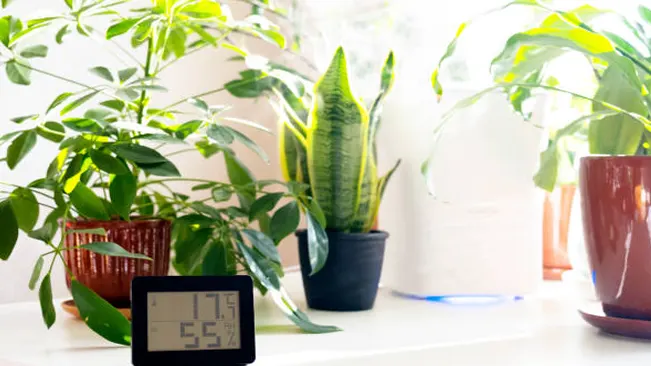 Indoor plants next to a digital thermometer displaying temperature and humidity levels