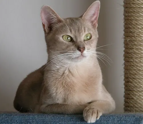 Lilac Abyssinian