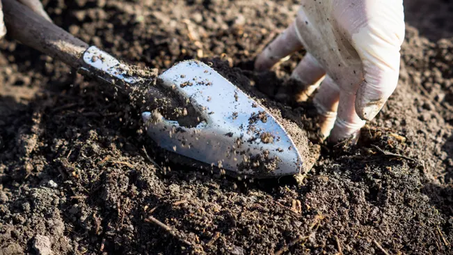 Gardener's hand in a white glove breaking up clumps of soil with a metal trowel for carrot planting