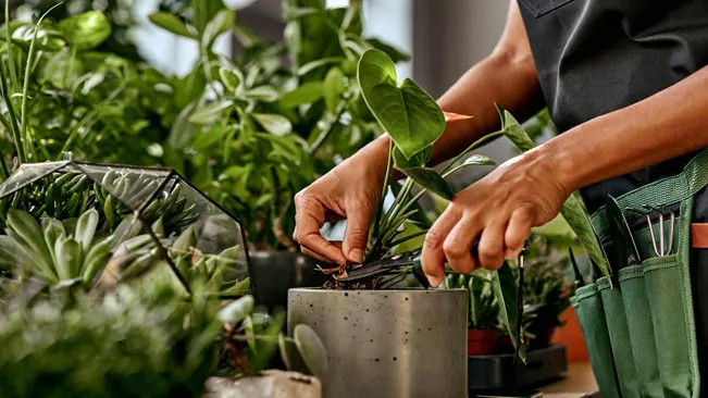 Hands pruning a young plant among a collection of potted houseplants