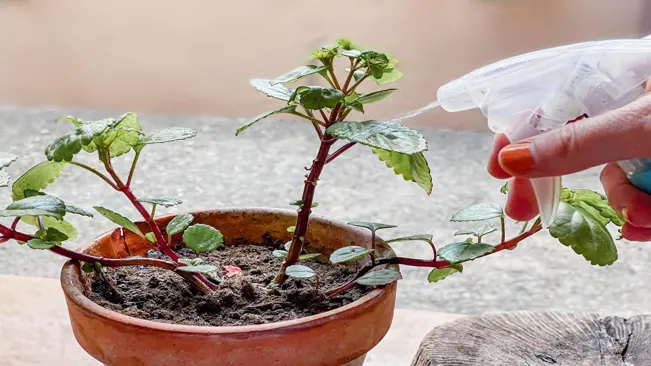A hand misting a potted plant with a spray bottle