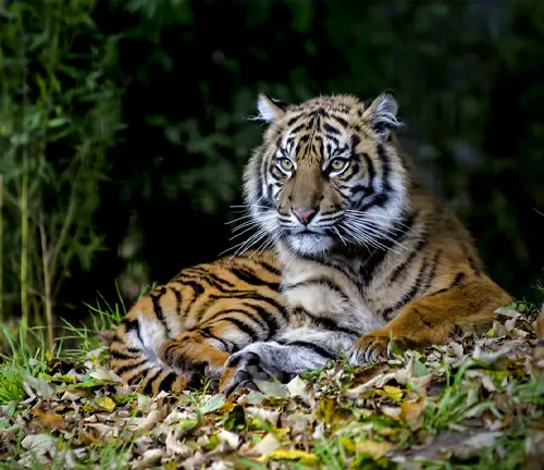 A Sumatran tiger sitting in the grass with leaves.