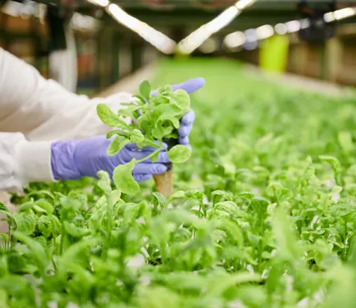 A researcher in a lab coat and gloves carefully examines a young arugula plant in a greenhouse with rows of flourishing greens under artificial grow lights.
