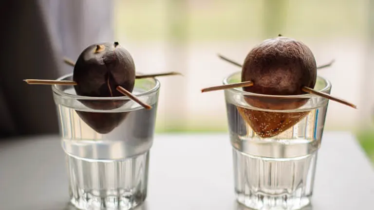 Two avocado seeds with toothpicks inserted into them, suspended on the rim of glasses filled with water to encourage sprouting, placed on a table with a window in the background.
