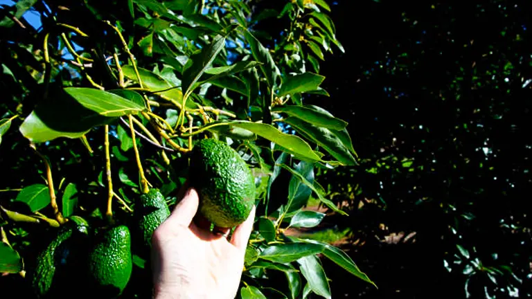 A hand is shown picking a ripe avocado from a tree, with several other avocados and lush leaves visible in the background.

