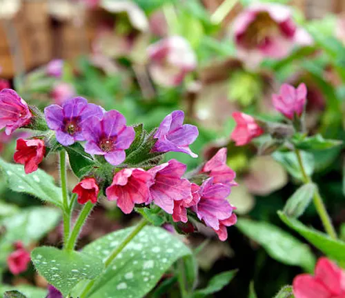 Cluster of colorful Pulmonaria flowers, showcasing shades of pink and violet, with spotted foliage, in a spring garden.