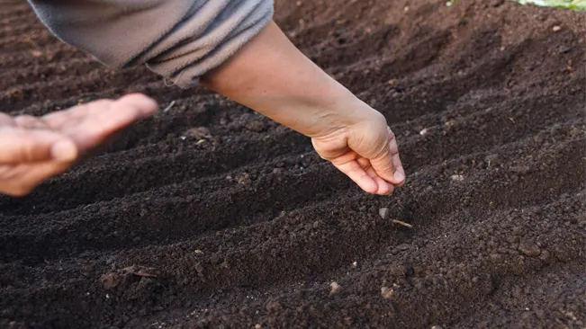 Close-up of a person's hands sowing carrot seeds in prepared garden soil furrows