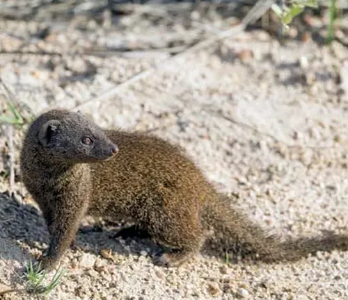  A tiny Egyptian Mongoose strolling on the ground.