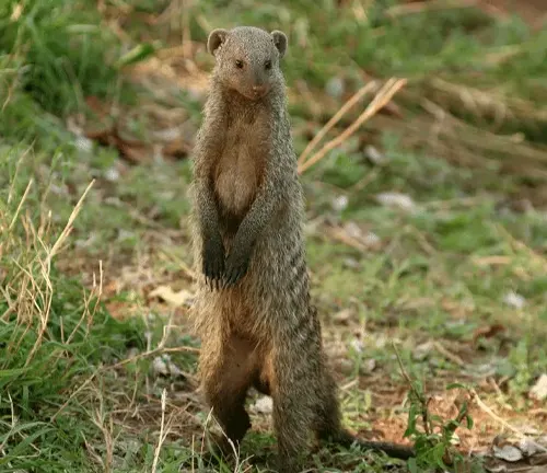 A small Banded Mongoose stands on its hind legs amidst the grass.